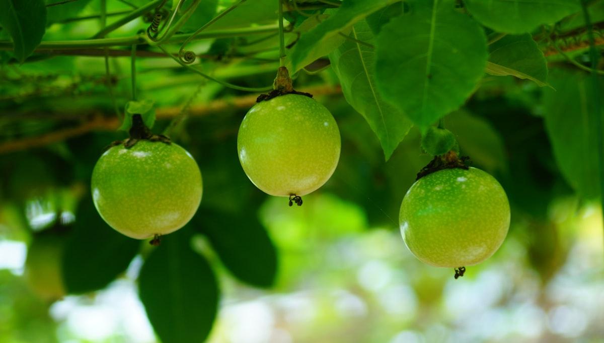 Low Hanging Fruit Keywords for Online Business Growth